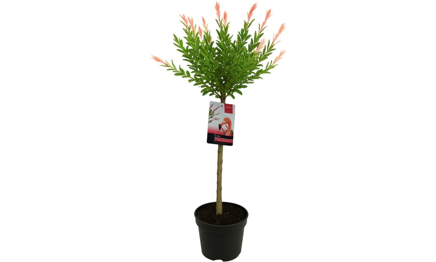 Image 4: 1 o 2 salici ornamentali XL Salix integra "Flamingo"