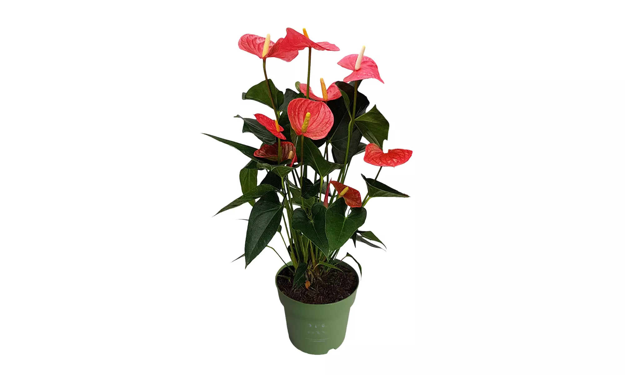 Planta de anturio en maceta de 12, 14 o 17 cm de Rootz