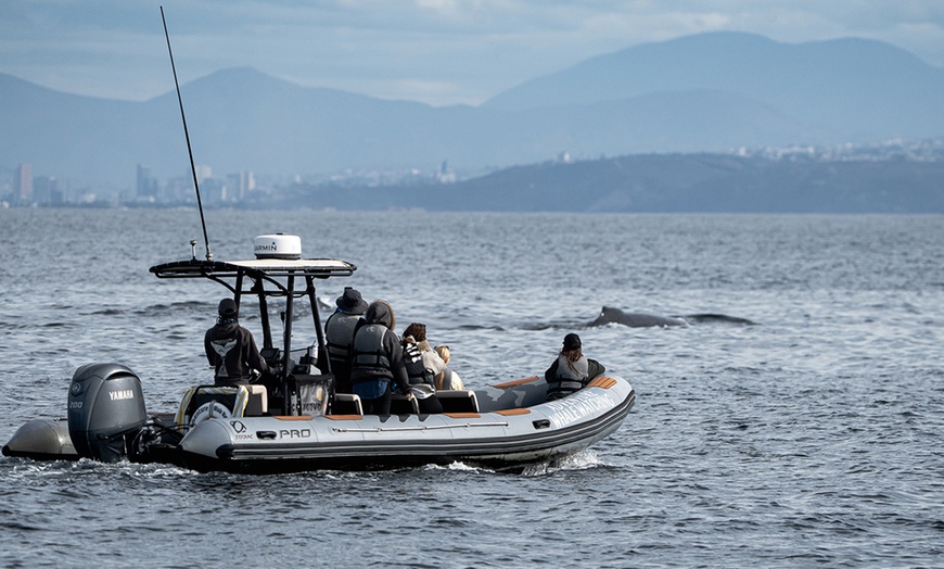 Image 5: Whale Watching Tours – Small Groups, Fast Boats