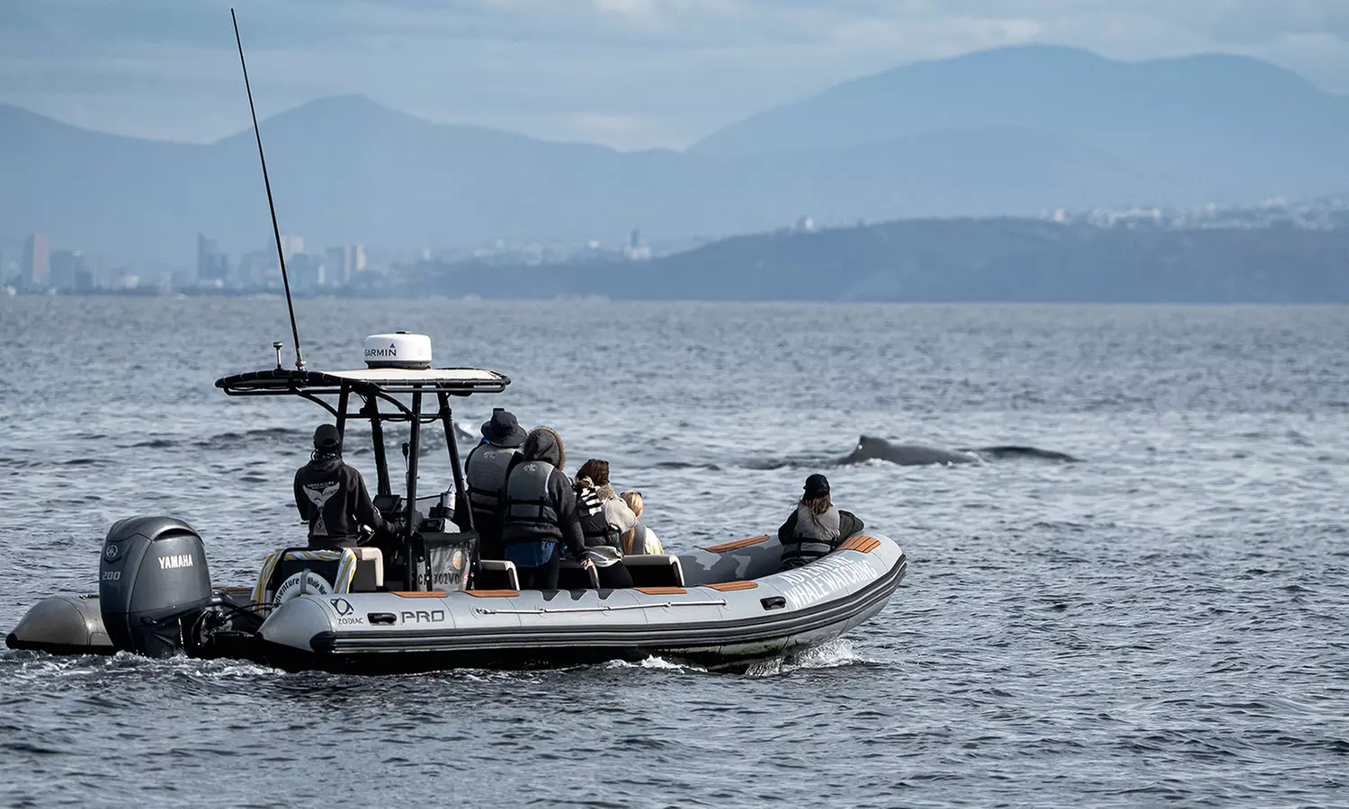 Whale Watching Tours – Small Groups, Fast Boats