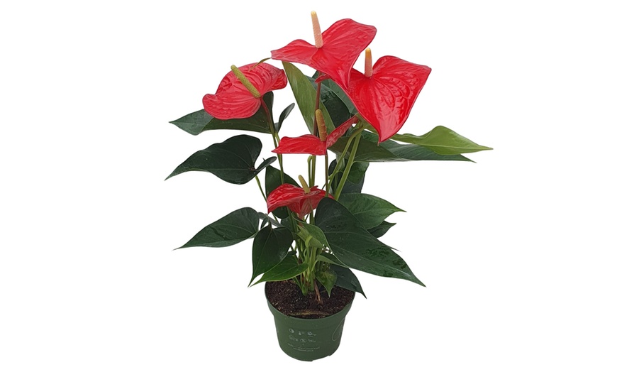 Image 6: Anthurium
