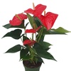 Image 6: Anthurium