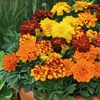 Image 1: 10 or 20 Marigold Durango Mix Plants
