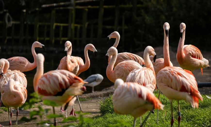Image 9: General Admission to Belfast Zoo For Child, Adult, or Family 