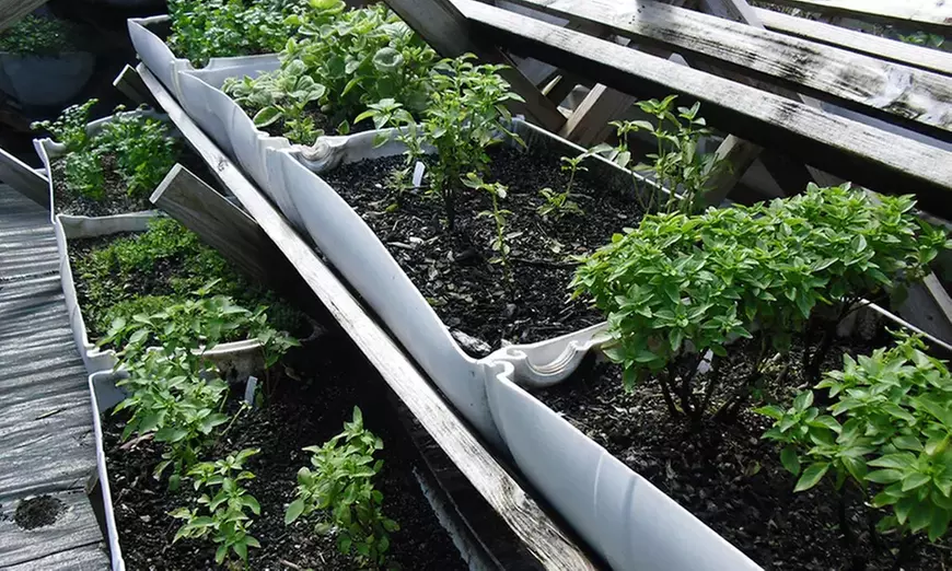 Aquaponic & Garden Tour: Family (6), Club (7–12), or School Groups