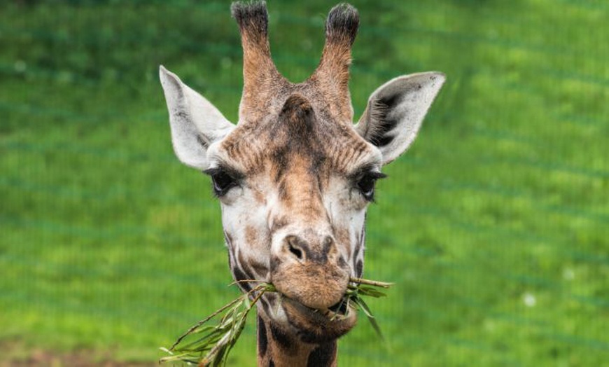 Image 5: Entry Ticket to Blackpool Zoo