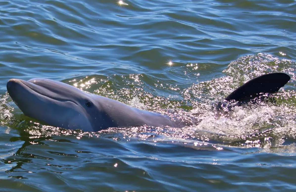 90-Minute Hilton Head Island Dolphin Tour for Adult, Child & Infant
