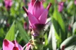1x, 2x oder 4x Indische Safranwurz (Curcuma) „Al Siam Splash“, inkl. Versand - Second Medium