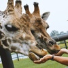 Image 1: Safari Niagara: Animal Encounters & Thrilling Adventures 
