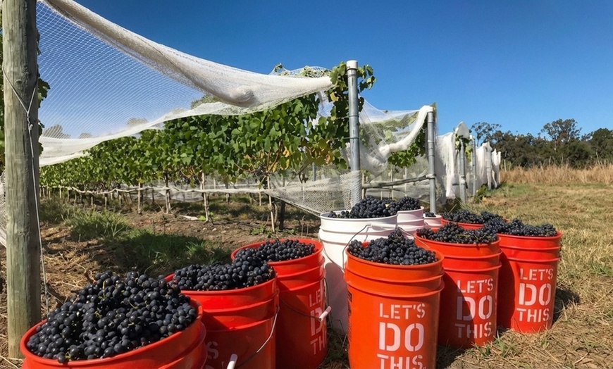 Image 8: Vineyard Tours with Wine and Tea Tastings in Scenic Setting