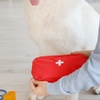Image 2: Online Guide Dog Training and Pet First Aid Learning
