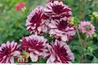 One, Three or Six Dahlia Creme de Cassis Plants - Image 6