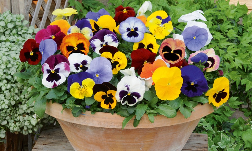 Image 22: Vibrant Winter Flowering Pansy Mixes - up to 72 Plants
