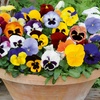 Image 22: Vibrant Winter Flowering Pansy Mixes - up to 72 Plants