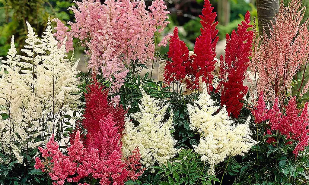 Astilbe Hybridizers' Choice Bare-Root Plants (5-Pack) - Primary Image