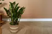 1 o 2 plantas de Zamioculcas (planta ZZ), disponible en 3 alturas (30, 60 o 90 cm) - decorativas y fáciles de cuidar - Second Medium