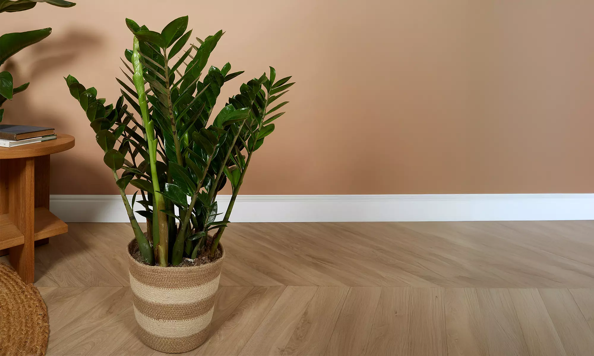 1 o 2 plantas Zamioculcas (planta ZZ) en maceta de tamaño a elegir