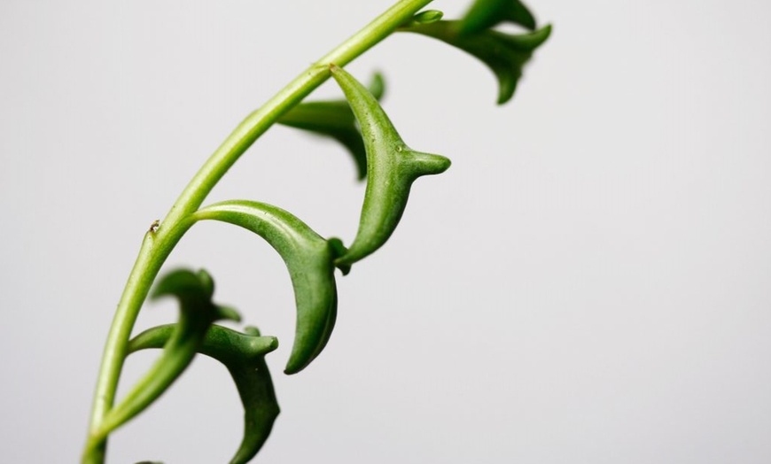 Image 6: Plante du dauphin senecio peregrinus