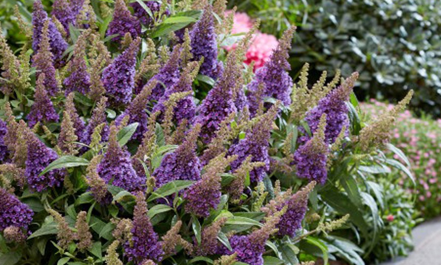 Image 5: Mixed Potted Buddleja 'Butterfly Bush' Plants 