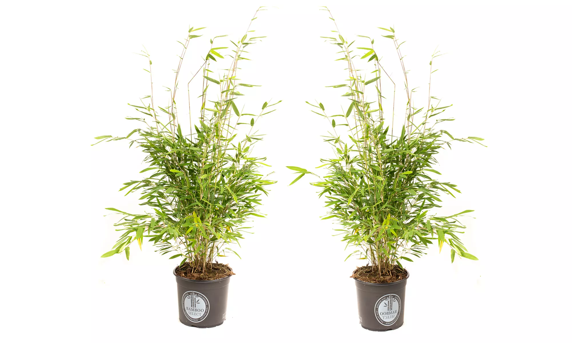 1x oder 2x oder 4x Bambus-Pflanze „Fargesia"