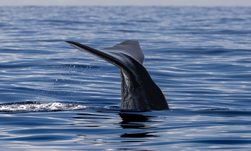 Image 7:  Dolphin and Whale Watch Tour on the Kona Coast