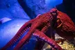  Explore the Depths with New York Aquarium Admission for One Child or Adult (Up To 10% Off) - Second Medium
