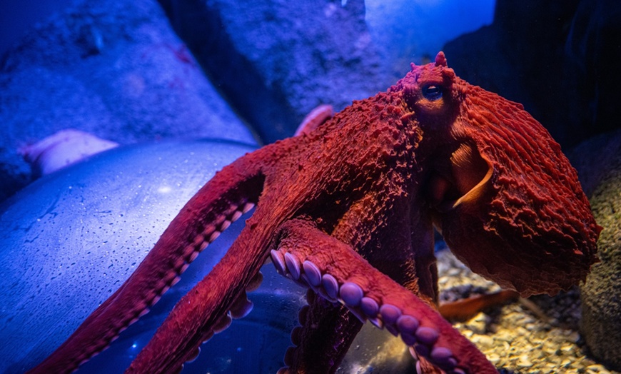 Image 3: New York Aquarium Admission for One Child or Adult