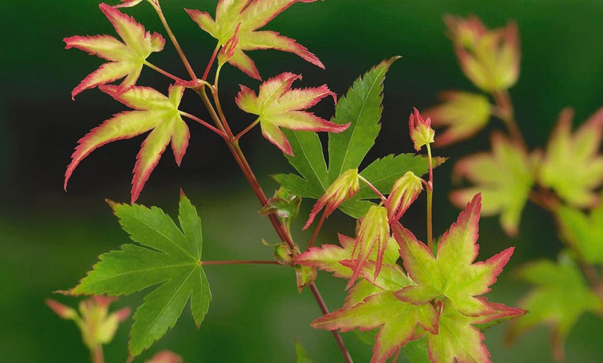 Image 7: Japanese Maple Acer Duo Collection with Optional Patio Pots