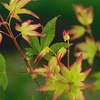 Image 7: Japanese Maple Acer Duo Collection with Optional Patio Pots