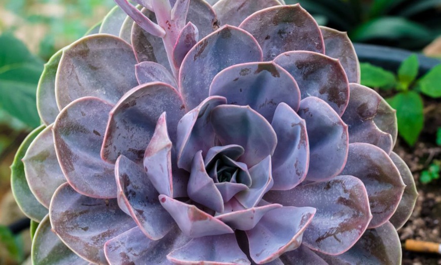 Image 6: 4 or 8 Echeveria Jumbo Plug Collections with Optional Bowl Planter