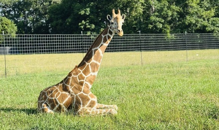 Zoo Admission for 1 Person - Blue Springs Safari