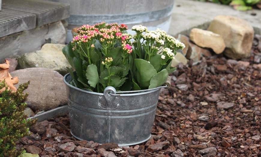 Image 6: Kalanchoë Garden Plants