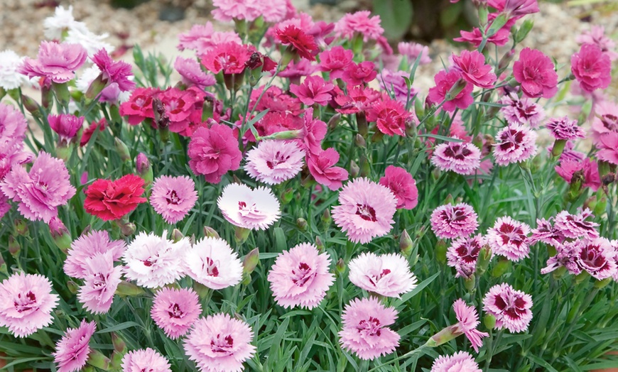 Image 2: Pink Premium Dianthus Collection