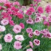 Image 2: Pink Premium Dianthus Collection