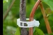 50/100Pcs Plant Support Clips for Garden Vine to Grow Upright - Second Medium