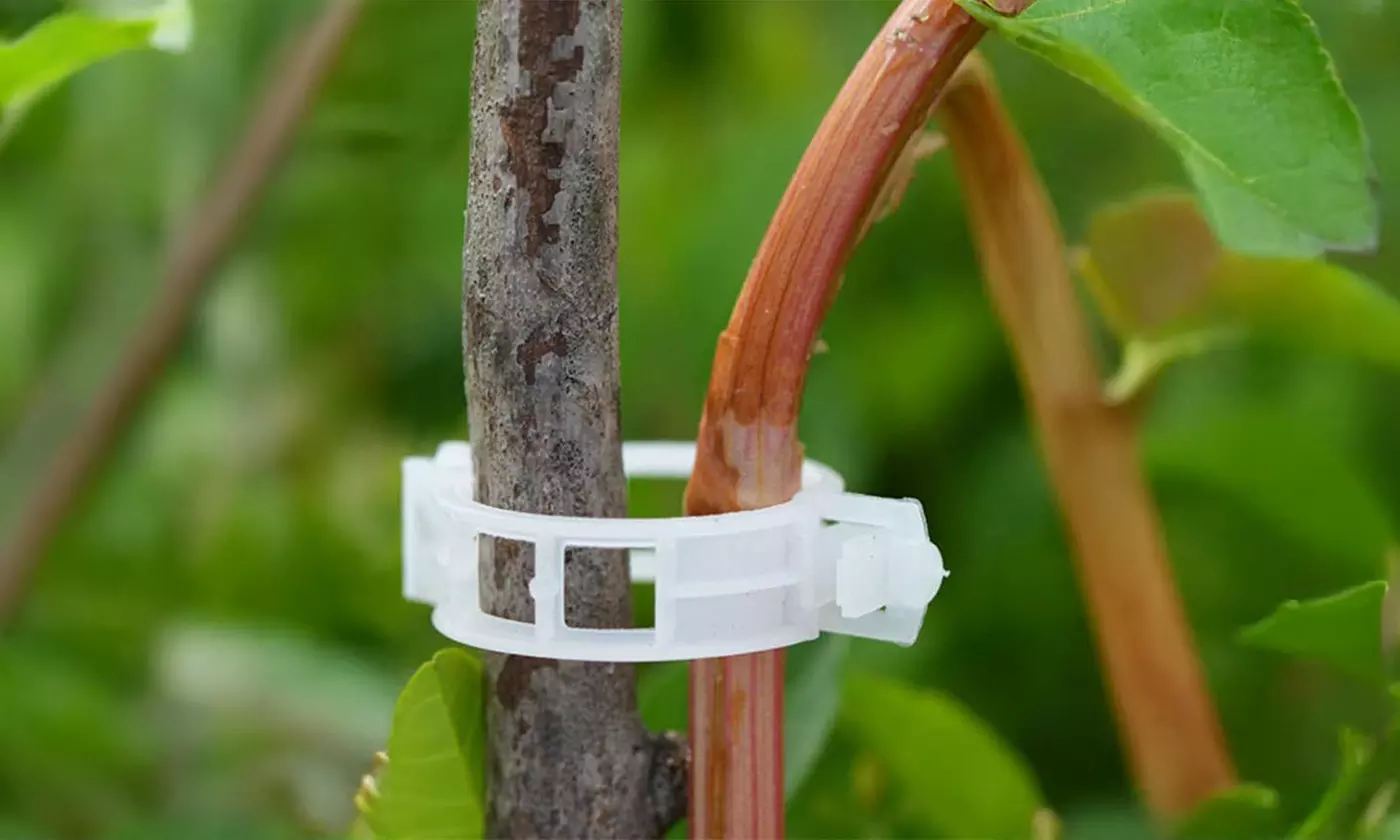 50/100Pcs Plant Support Clips for Garden Vine to Grow Upright