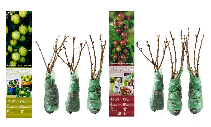 Image 5: 3er- oder 6er-Set rote oder grüne Stachelbeeren