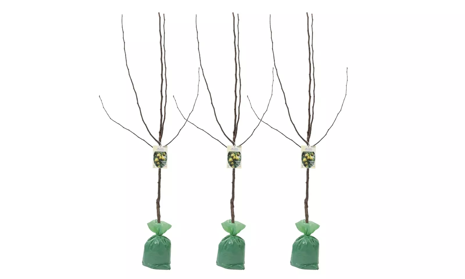 3x oder 5x Set Obstbäume