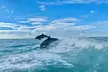 Experience Catamaran Dolphin Cruise with Southern Shores Cruises (Up to 21% Off) - Second Medium