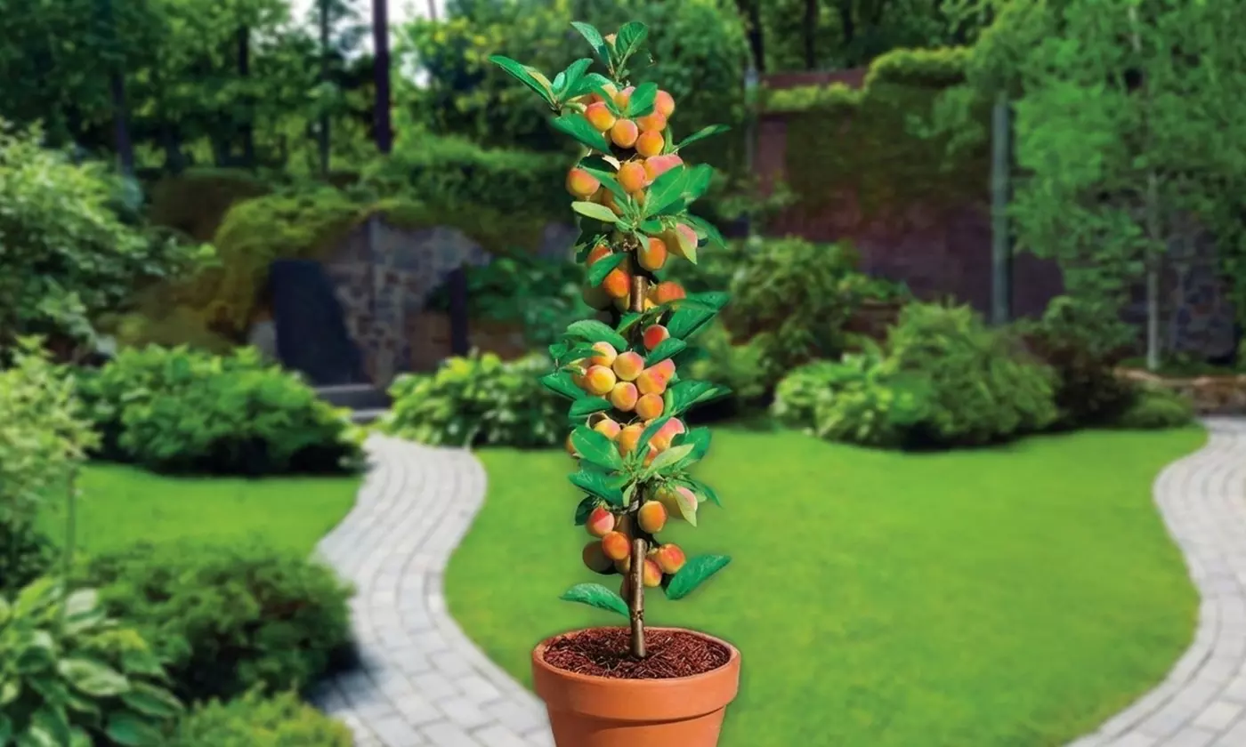 Set di 4, 6, 8 o 12 alberi da frutto a colonna