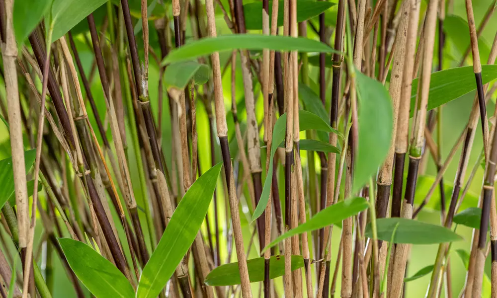 Hasta 6 plantas de bambú Fargesia