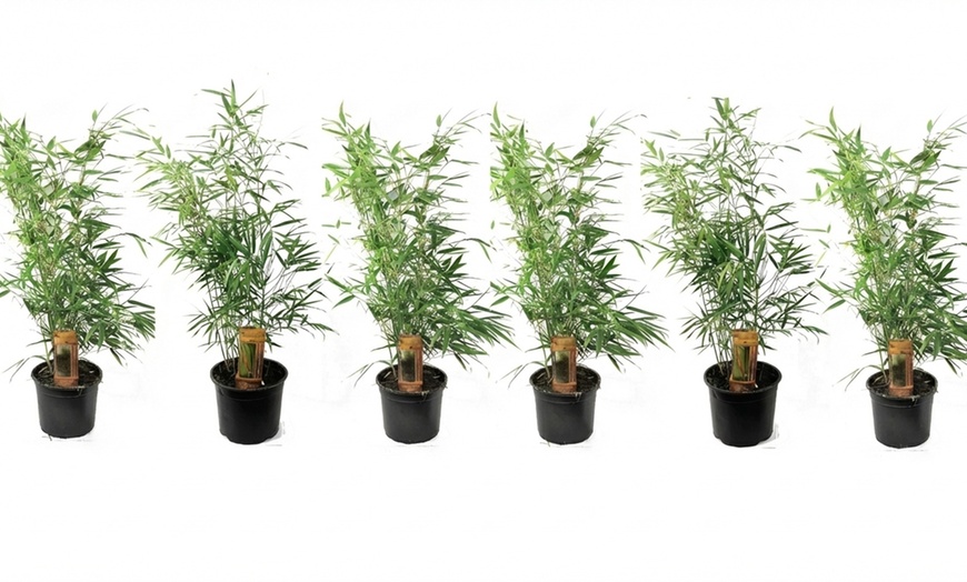 Image 5: 1 ou 2 plantes "Fargesia Red Dragon"