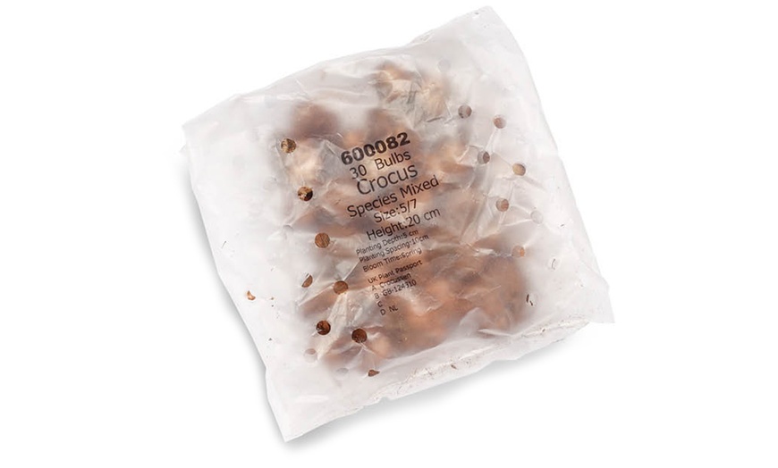 Image 4: 30 or 60 Bulbs of Mixed Species Crocus Spring Flowering Bulbs