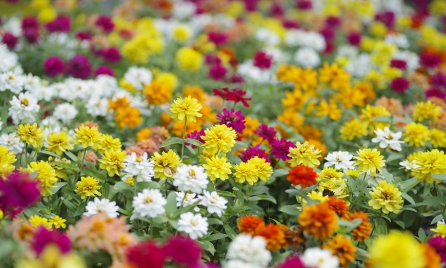 Image 3: Up to 72 Zinnia 'Profusion Mixed' Plants