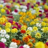 Image 3: Up to 72 Zinnia 'Profusion Mixed' Plants