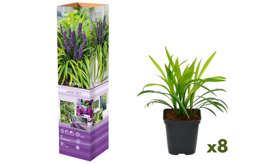Image 4: Lot de 4 ou 8 plants de Liriope Muscari