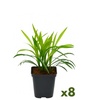 Image 4: Lot de 4 ou 8 plants de Liriope Muscari