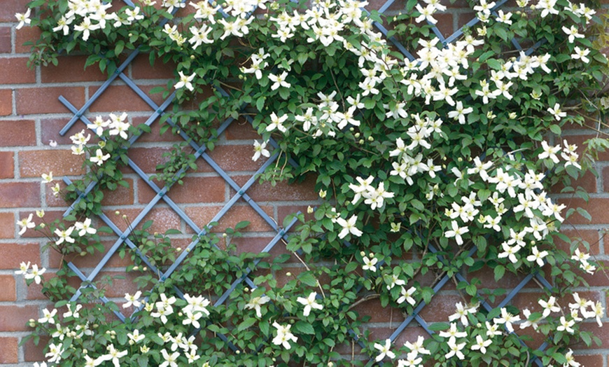 Image 9: Lot de 3 Clematis au choix