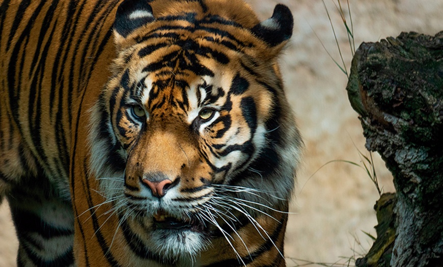 Image 9: Vive un viaje educativo y salvaje con una entrada a Bioparc Fuengirola