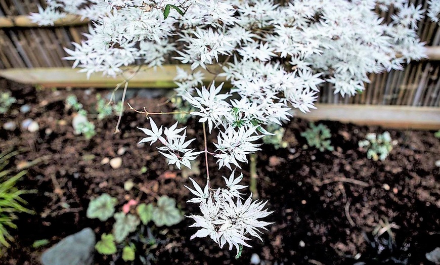 Image 1: Japanese Maple Acer Ukigumo